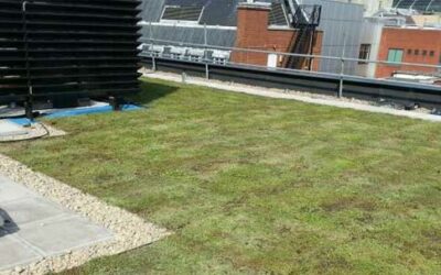 What is a green flat roof?